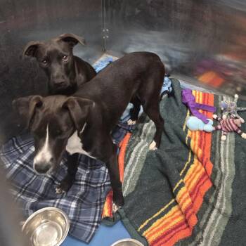 Smitty -  Mixed Breed Dog for Adoption in Pagosa Springs, Colorado - Smitty | PetCurious