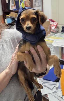 Paco -  Chihuahua and Terrier Dog for Adoption in Pahrump, Nevada - Paco | PetCurious