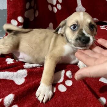 FINLEY -  Mixed Breed Dog for Adoption in Richmond, California - FINLEY | PetCurious