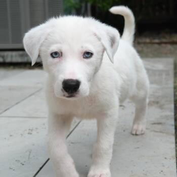 Mixed Breed and Great Pyrenees Dogs Available for Adoption - Scotch | PetCurious