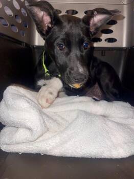 BOOGER -  Retriever Dog for Adoption in Broomfield, Colorado - BOOGER | PetCurious