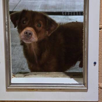 Dunkin -  Mixed Breed Dog for Adoption in Newborn, Georgia - Dunkin | PetCurious