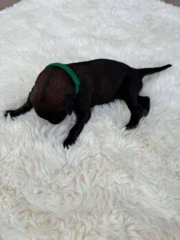 New Light Litter Halo Green Collar - Located in CA -  Belgian Shepherd Malinois Dog for Adoption in Imlay City, Michigan - New Light Litter Halo Green Collar - Located In CA | PetCurious