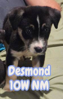 Shepherd Dogs Available for Adoption in The Woodlands, Texas - Desmond | PetCurious