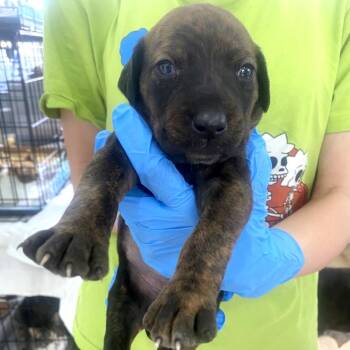 Maple -  Australian Cattle Dog Blue Heeler Dog for Adoption in Chapel Hill, North Carolina - Maple | PetCurious