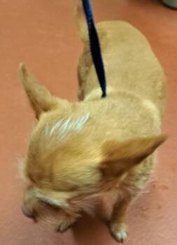 Chihuahua Dogs Available for Adoption in Douglasville, Georgia - Clyde | PetCurious