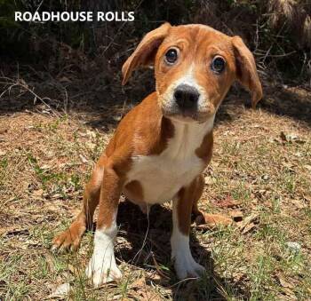 Roadhouse Rolls -  Hound Dog Available for Adoption in Washington, Georgia - Roadhouse Rolls | PetCurious