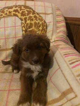 Australian Shepherd Dogs Available for Adoption - Riley Maya | PetCurious