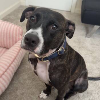 Stanley -  Pit Bull Terrier Dog for Adoption in Columbia, South Carolina - Stanley | PetCurious