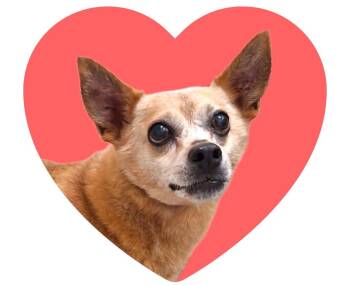 Rescue Dachshund Dogs for Adoption in PT CHARLOTTE, Florida - Charlie | PetCurious