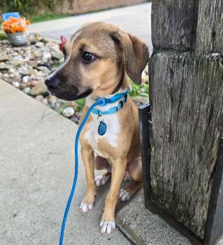 Wally -  Hound and Labrador Retriever Dog for Adoption in Saint Clairsville, Ohio - Wally | PetCurious