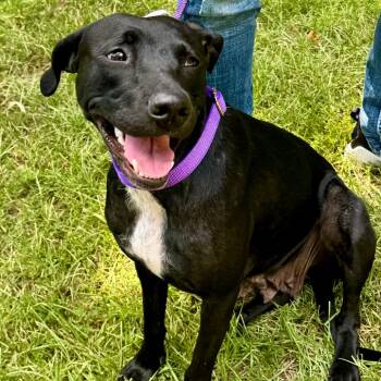 Rescue Black Labrador Retriever and Whippet Dogs for Adoption in Little Rock, Arkansas - Delta | PetCurious