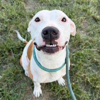 Aspen -  Pit Bull Terrier Dog for Adoption in Stillwater, Oklahoma - Aspen | PetCurious