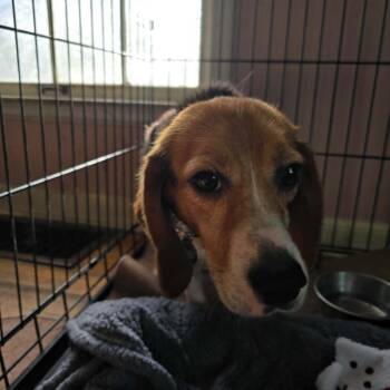Beagle Dogs Available for Adoption - Barnaby D11248 | PetCurious
