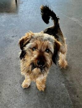 Wookie -  Yorkshire Terrier Dog for Adoption in Edinburg, Virginia - Wookie | PetCurious