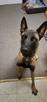 Shepherd Dogs Available for Adoption - Buddy | PetCurious