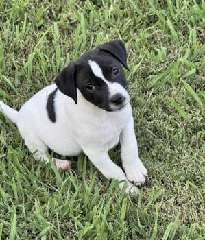 Sully -  Pit Bull Terrier and Beagle Dog for Adoption in Watertown, Connecticut - Sully | PetCurious