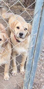 Muffin -  Great Pyrenees and Labrador Retriever Dog for Adoption in Louisa, Virginia - Muffin | PetCurious