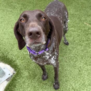 Ella -  German Shorthaired Pointer Dog for Adoption in Cody, Wyoming - Ella | PetCurious