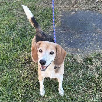 Buddy Beagle 2026 -  Beagle Dog for Adoption in Cincinnati, Ohio - Buddy Beagle 2026 | PetCurious