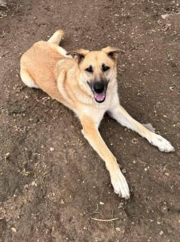 Rescue Pumi Dogs for Adoption in Santa Clarita, California - Heidi | PetCurious