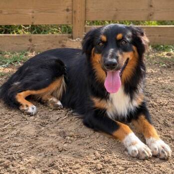 Brianna -  Australian Shepherd Dog for Adoption in Dallas, Texas - Brianna | PetCurious