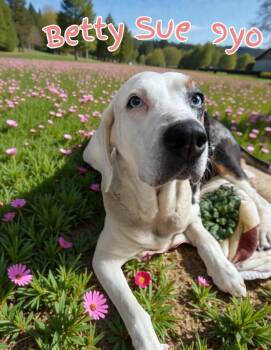 Hound and Australian Shepherd Dogs Available for Adoption in Camden, Tennessee - Betty Sue | PetCurious
