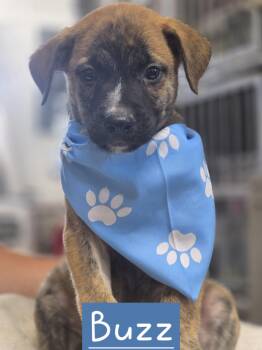 Buzz -  American Bulldog Dog for Adoption in Walthill, Nebraska - Buzz | PetCurious