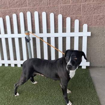 Rescue Pit Bull Terrier Dogs for Adoption in Modesto, California - ASIA | PetCurious