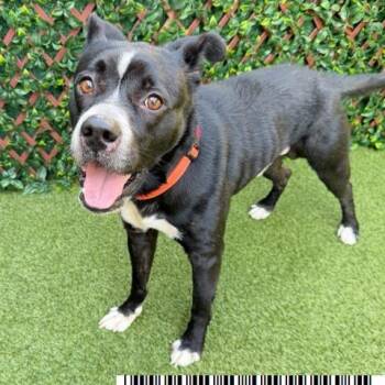 Mixed Breed Dogs Available for Adoption in West Palm Beach, Florida - Bud | PetCurious