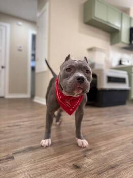 Opal June Queen of Sploots -  American Staffordshire Terrier and Pit Bull Terrier Dog for Adoption in Friendswood, Texas - Opal June Queen Of Sploots | PetCurious