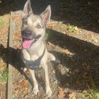Moose -  German Shepherd Dog Dog for Adoption in Lake Cowichan, British Columbia - Moose | PetCurious