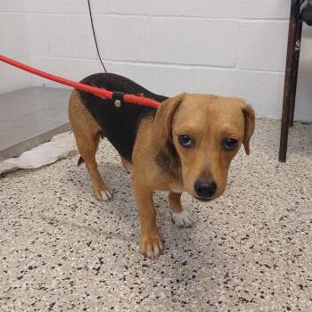 Moth -  Dachshund and Beagle Dog for Adoption in Hattiesburg, Mississippi - Moth | PetCurious