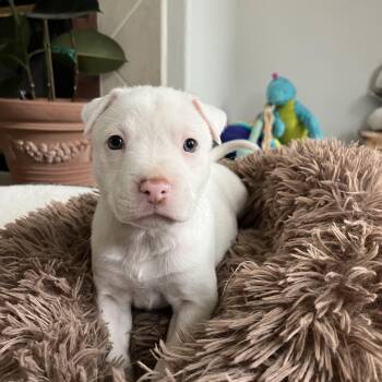 Pit Bull Terrier Dogs Available for Adoption - Stella  | PetCurious