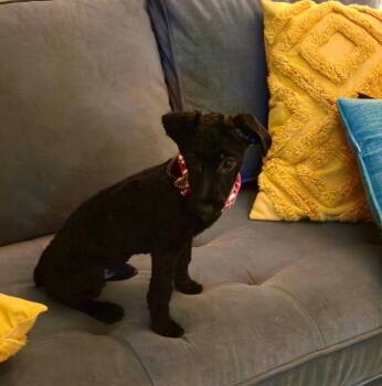 Rescue Poodle Dogs for Adoption in Fort Wayne, Indiana - Jack | PetCurious