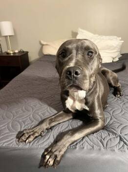 Rescue Pit Bull Terrier Dogs for Adoption in Ayden, North Carolina - Peaches | PetCurious