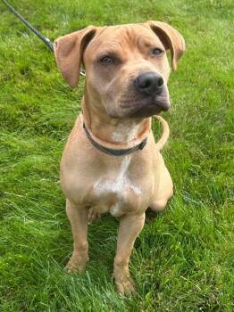 Mya (f/k/a Nugget) -  Pit Bull Terrier and Rhodesian Ridgeback Dog for Adoption in Meriden, Connecticut - Mya (f/k/a Nugget) | PetCurious