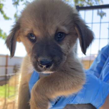 Rescue Mixed Breed Dogs for Adoption in Moab, Utah - Spumoni | PetCurious