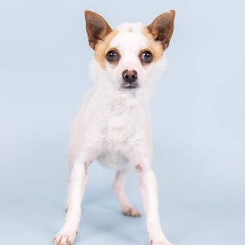 Chihuahua Dogs Available for Adoption in Portland, Oregon - Barbara | PetCurious