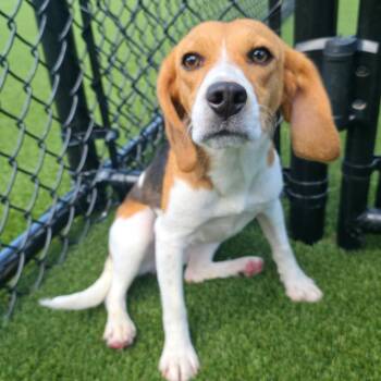 Rome 0465 -  Beagle Dog for Adoption in Loxahatchee Groves, Florida - Rome 0465 | PetCurious