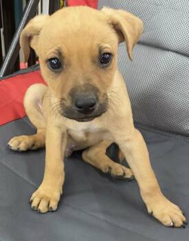 Mixed Breed Dogs Available for Adoption - Gilligan | PetCurious