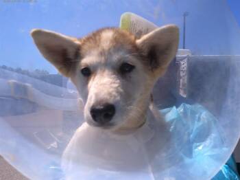 Siberian Husky Dogs Available for Adoption in Chula Vista, California - MERRYWEATHER | PetCurious