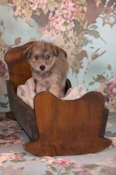 Miniature Poodle and Husky Dogs Available for Adoption in Whitestown, Indiana - Bleu | PetCurious
