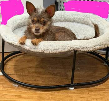 Yorkshire Terrier Dogs Available for Adoption in Margate, Florida - MELISSA | PetCurious