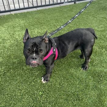 Roxy -  French Bulldog Dog for Adoption in New York, New York - Roxy | PetCurious