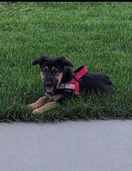Nova Rae -  German Shepherd Dog Dog for Adoption in Midway, Utah - Nova Rae | PetCurious