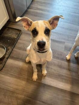 Kingston -  Anatolian Shepherd and Staffordshire Bull Terrier Dog for Adoption in Thornton, Colorado - Kingston | PetCurious
