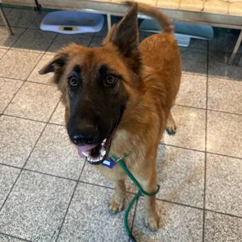Rescue Shepherd and Mixed Breed Dogs for Adoption in San Francisco, California - Thunder | PetCurious