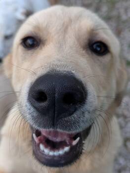 Mocha -  Anatolian Shepherd and Great Pyrenees Dog for Adoption in Osceola, Missouri - Mocha | PetCurious