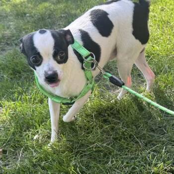 Mickey -- Bonded Buddy With Chipi -  Chihuahua Dog for Adoption in Des Moines, Iowa - Mickey -- Bonded Buddy With Chipi | PetCurious